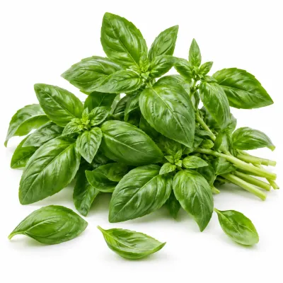 Imagen ilustrativa de albahaca para catálogo mayorista