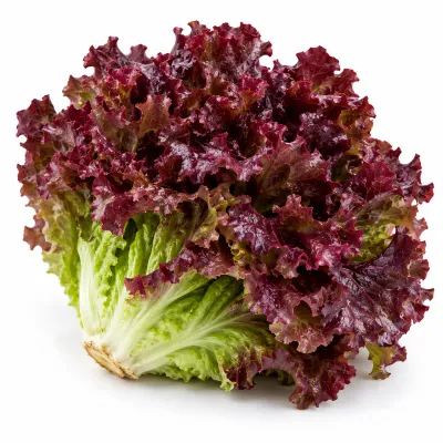 Lechuguín Morado