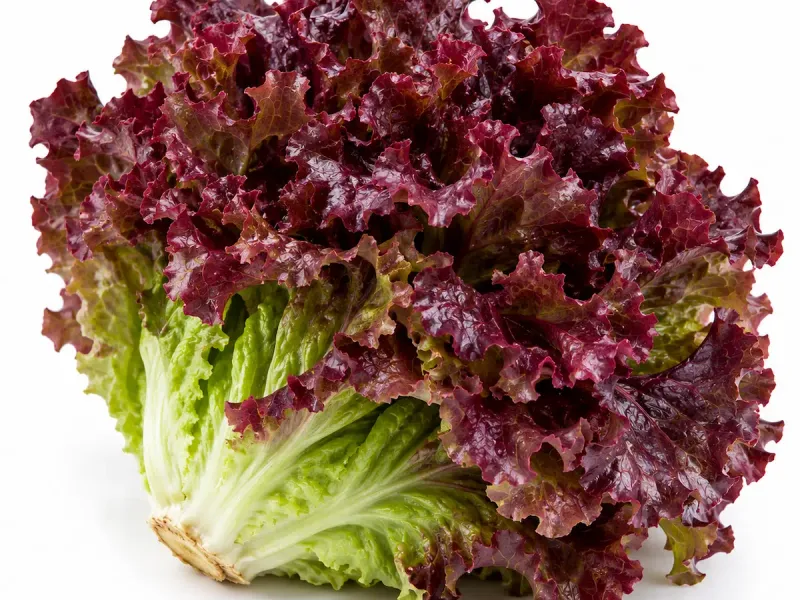 Lechuguín morado