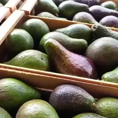 Palta Torres