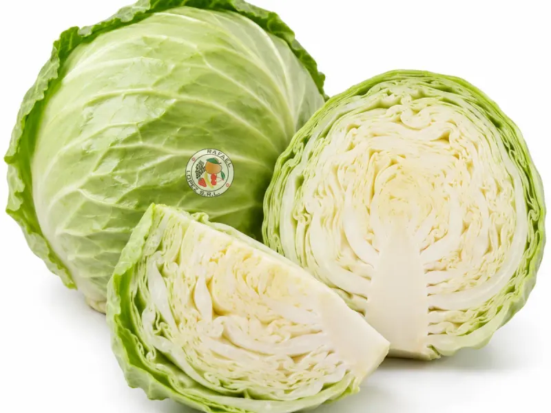 Imagen ilustrativa de repollo blanco para catálogo mayorista